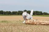 SIBERIAN HUSKY 055